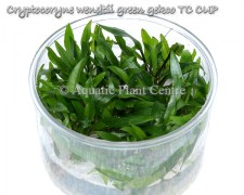 Cryptocoryne wendtii green gekco TC CUP